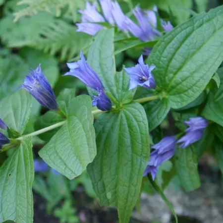 Birkli By Interhome *