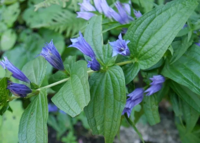 Birkli By Interhome *